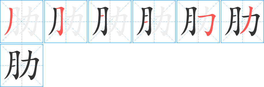 肋的笔顺分步演示