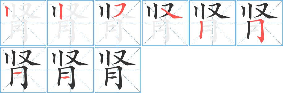 肾的笔顺分步演示