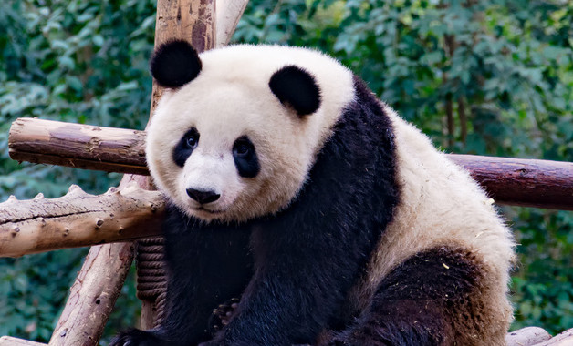 五年级关于熊猫的作文